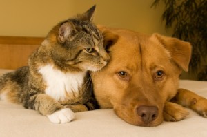 Cat and dog resting together on bed